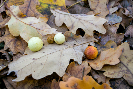 Oak galls in the autumn forest. Ink nuts on a dry oak leaf. Oak leaves with galls