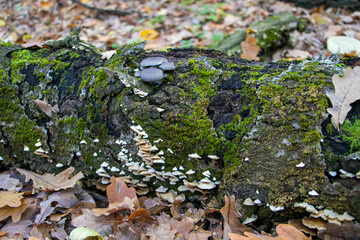 Obraz premium A family of oyster mushrooms in an autumn forest. Clusters of gray oyster mushrooms on a birch tree trunk.
