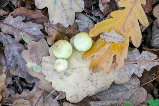 Oak galls in the autumn forest. Ink nuts on a dry oak leaf. Oak leaves with galls