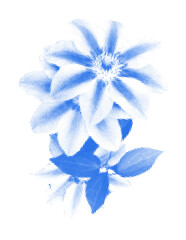 Fototapeta premium Blue cyanotype clematis flower isolated on transparent background. Halftone overlay effect flower silhouette. Vector design element in retro printmaking style for vintage wall art, poster, mixed media