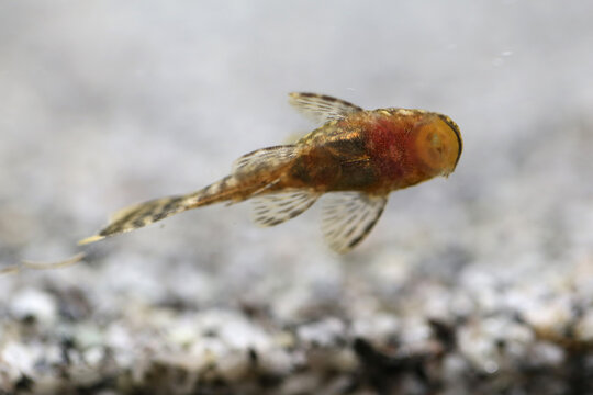 Ancistrus fish stuck to the glass of the aquarium (hypostomus cirrhosus)