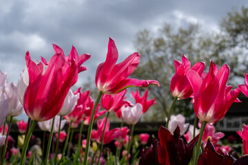 Obraz premium Colourful tulips, photographed in springtime at Victoria Embankment Gardens on the bank of the River Thames in central London, UK.
