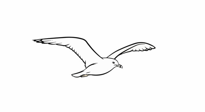 Line drawing of a seabird in flight, wings spread wide