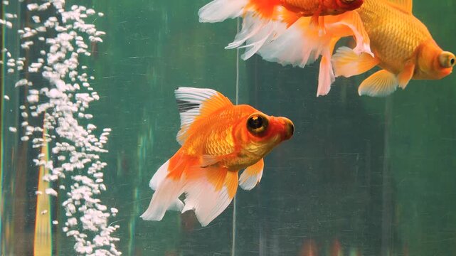 goldfish in aquarium