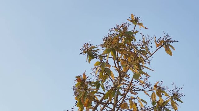 Low angle shot of charoli tree top showing clusters of tiny developing fruits and sparse leaves against a clear blue sky in natural daylight!