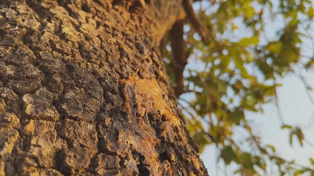 Camera orbiting around rough tree bark with amber resin