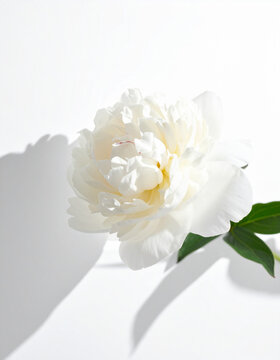 white flowers on white background