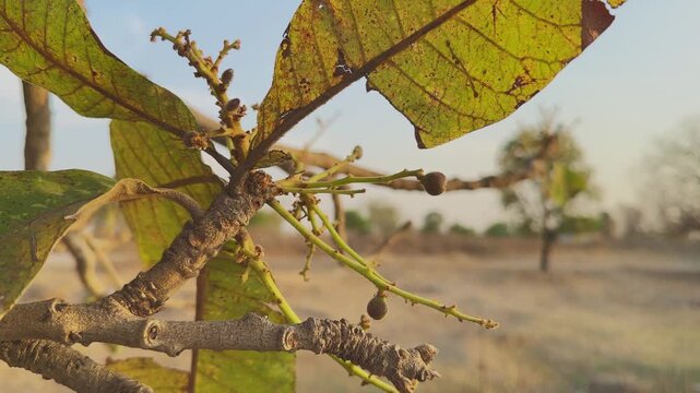 Camera orbiting around charoli tree branches showing tiny green drupes and leaves in warm sunlight, capturing early fruit development that later ripens into chironji seeds!