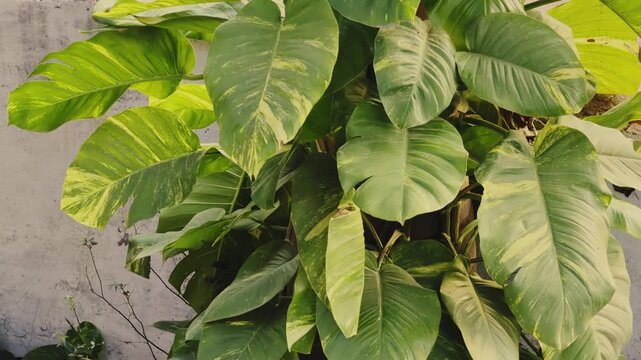 Closeup shot of golden pothos money plant leaves gently swaying, showing large variegated green foliage with yellow patterns in soft natural daylight against a simple background!