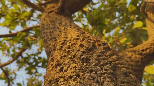 Camera orbiting around a tree trunk, highlighting rough textured bark with warm golden sunlight and soft green foliage in the background, creating a natural earthy scene!