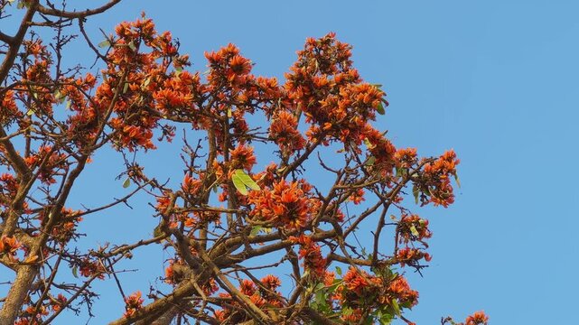 Low angle shot of a palash tree with vibrant orange blossoms and two green young seed pods visible among branches, set against a clear blue sky in natural daylight!