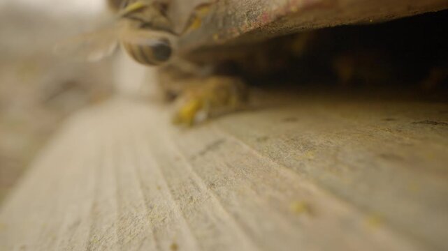 Honey bees returning to hive with pollen