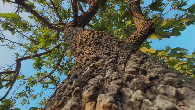 Low angle shot of a charoli tree trunk with rough textured bark and spreading branches, set against a clear blue sky with green leaves in natural daylight!