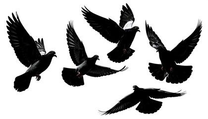 Obraz premium A group of birds flying in various directions