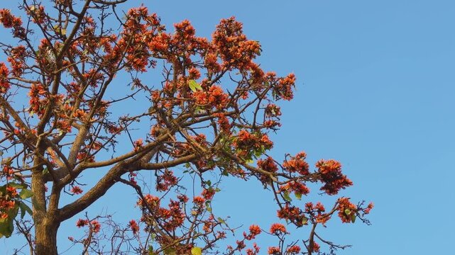 Camera orbiting around a palash tree filled with vibrant orange red blossoms, showing spreading branches against a clear blue sky in warm natural sunlight!