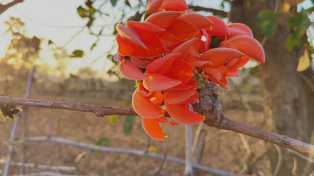 Closeup shot of vibrant orange red palash flowers blooming on a branch, captured in warm golden sunlight with soft natural background creating a rich and striking visual!