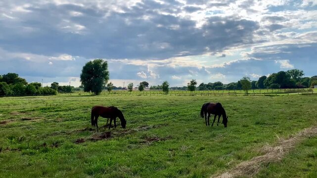 horses grazing on green meadow in paddock fenced sunny summer day