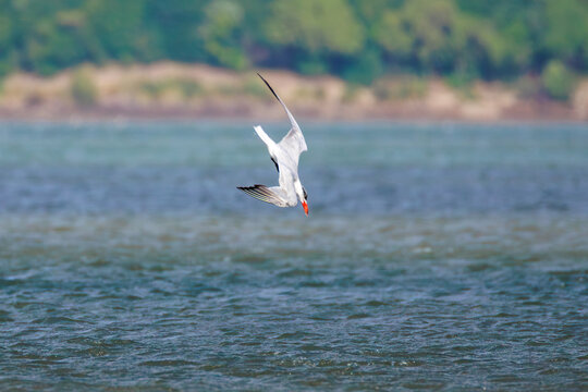 Caspian tern diving for fish in Plimmerton Harbour, New Zealand (Hydroprogne caspia)