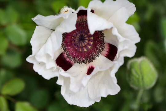 Die Bl&uuml;te einer wei&szlig;en Mohnblume.