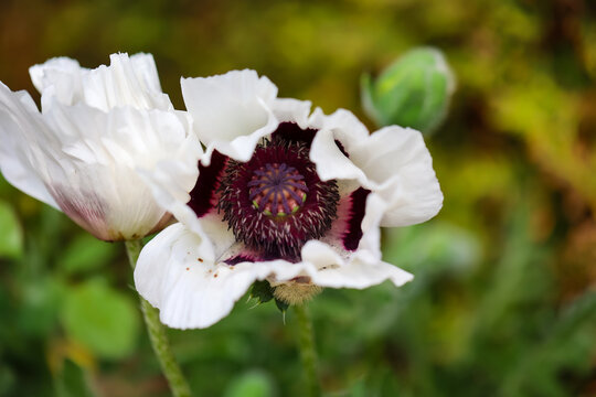 Die Bl&uuml;te einer wei&szlig;en Mohnblume.