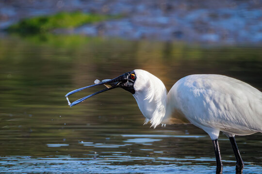 Royal spoonbill (Platalea regia) catching a sand flounder at Hutt River mouth, New Zealand