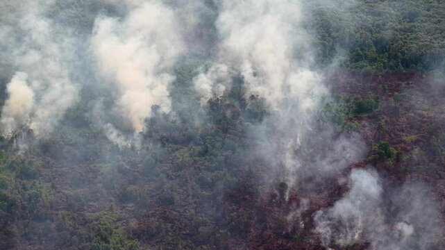 Smoke rises from burning forest canopy