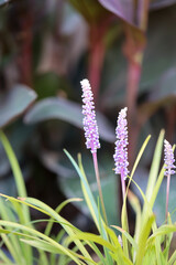 Eine Liriope muscari, auch bekannt als Lilientraube. © boedefeld1969