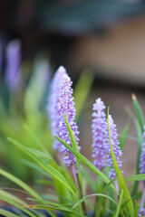 Eine Liriope muscari, auch bekannt als Lilientraube. © boedefeld1969
