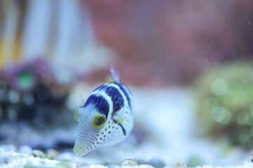 Ein Sattler Kugelfisch im Aquarium, Meerwasser. © boedefeld1969