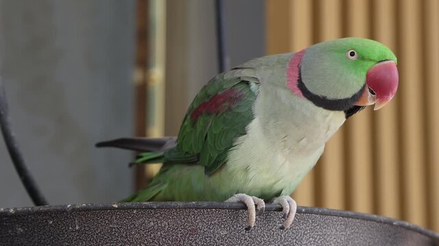 Exotic parrot on the street in Dubai, UAE. High quality 4k footage.
