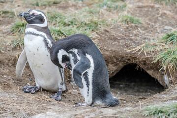 Obraz premium two breeding adult Magellanic penguins out of burrow nest at Magdalena island, Chile