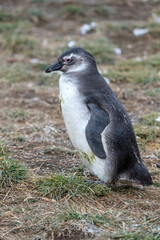 Fototapeta premium almost breeding young adult Magellanic penguin standing on grassy ground at Magdalena island, Chile