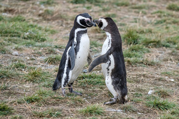 Fototapeta premium two breeding adult Magellanic penguins kissing on grassy ground at Magdalena island, Chile