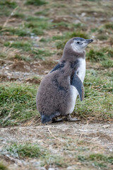 Magellanic penguin chick on ground at Magdalena island, Chile © hal_pand_108