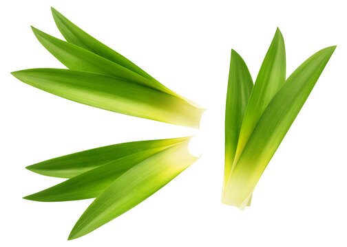 Pineapple Leaf isolated, full depth of field