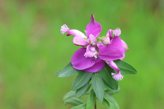 flowers and leaves of polygala myrtifolia 
