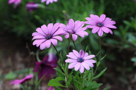 Dimorphotheca ecklonis, also known as Cape marguerite