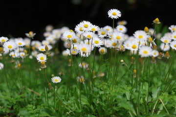 Lush cluster of common white daisies (Bellis perennis) blooming in a green spring field  © UMIT