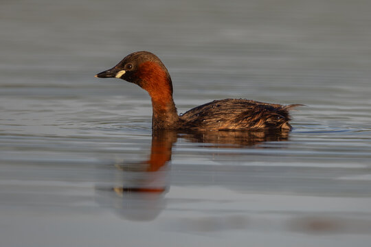 Little grebe (Tachybaptus ruficollis) in spring