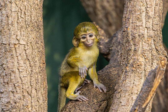 Babyaffe