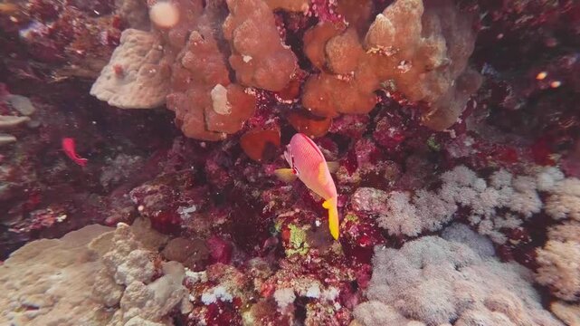 Underwater footage captures the beauty of a colorful Lyretail Anthias, also known as Sea Goldie or Scalefin Anthias, swimming gracefully amidst a vibrant coral reef.