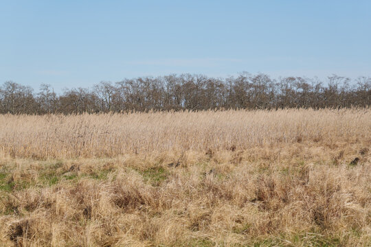 春の釧路湿原風景