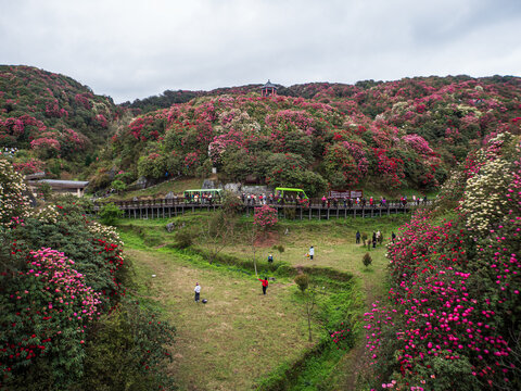 Baili Dujuan National Forest Park located in Guizhou Province, China. It is known for having the largest primitive azalea forest in the world, stretching over 50 kilometers.