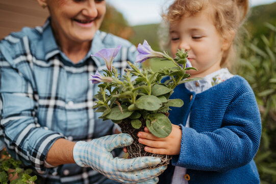 Elderly woman and little granddaughter planting flowers together in spring garden.