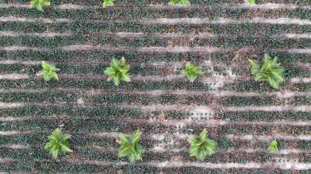 Drone aerial footage of pineapple plantation rows with scattered palm trees from above.