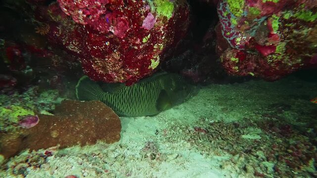 Underwater footage of a large Humphead Wrasse, also known as Napoleon Wrasse, swimming amidst vibrant coral formations in a clear tropical reef environment.