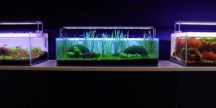 Aquascape Aquascaping Fish tank