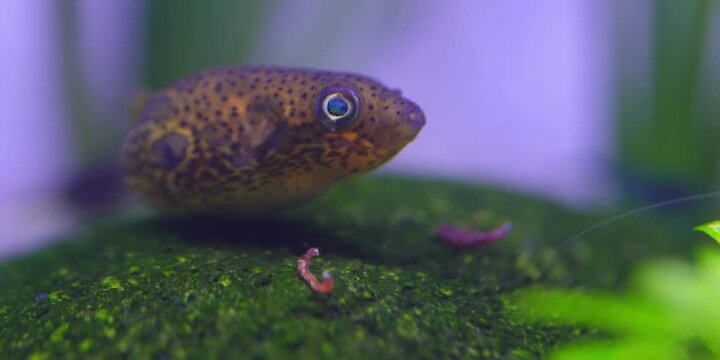 Pea Puffers Puffer fish