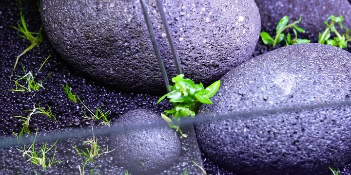 Aquascape Aquascaping Fish tank