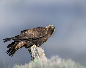 Fototapeta premium male golden eagle looking at the sky